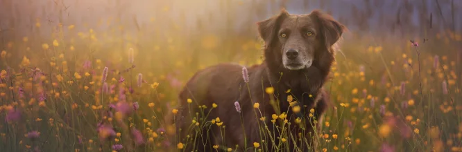 Flores de Bach para perros: un aliado natural para la salud emocional de tu peludo amigo